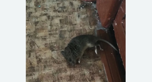 Дезинфекция от мышей в Хасавюрте