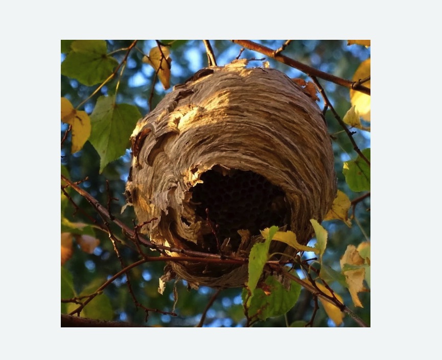 Обработка от шершней в Хасавюрте