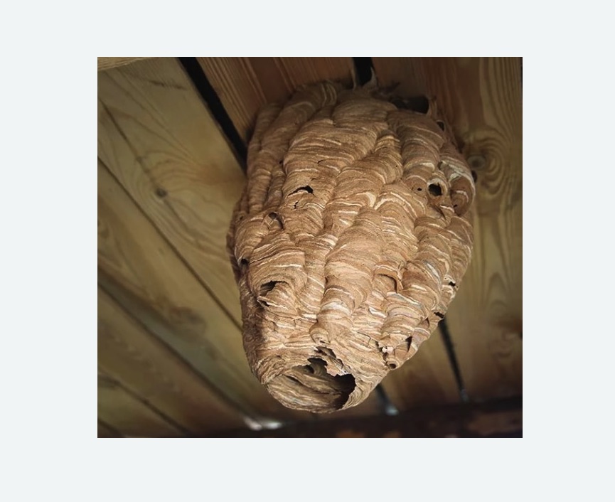 обработка от шершней в Хасавюрте