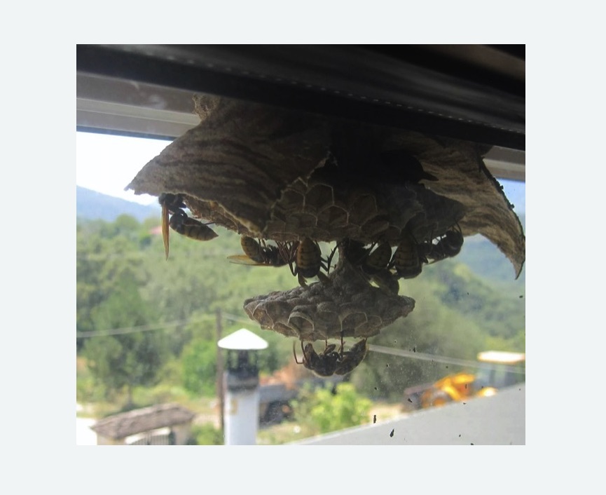 Уничтожение гнёзд шершней в Хасавюрте