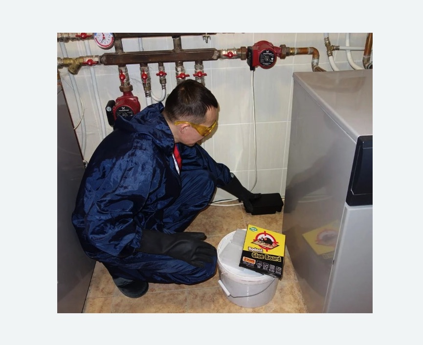 Уничтожение крыс в Хасавюрте