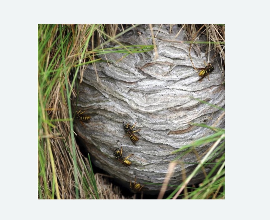 Уничтожение ос и ульев в Хасавюрте